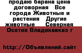 продаю барана цена договорная - Все города Животные и растения » Другие животные   . Северная Осетия,Владикавказ г.